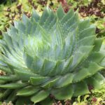 Aloes - odmiany, właściwości i przepisy