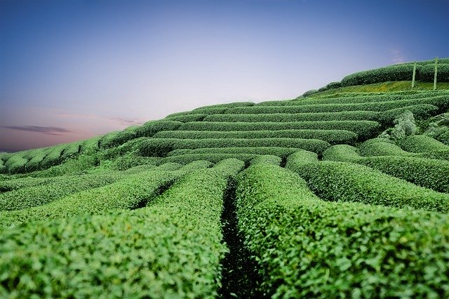 Zielona herbata – właściwości, działanie i parzenie