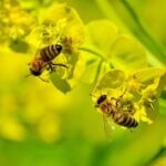 Pierzga pszczela - właściwości, stosowanie i cena
