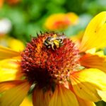 Pyłek pszczeli - właściwości, zastosowanie i cena