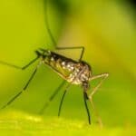 Domowe i naturalne sposoby na komary